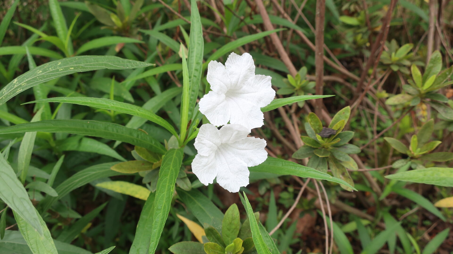 https://www.fa.gov.hk/矮種白花翠蘆莉