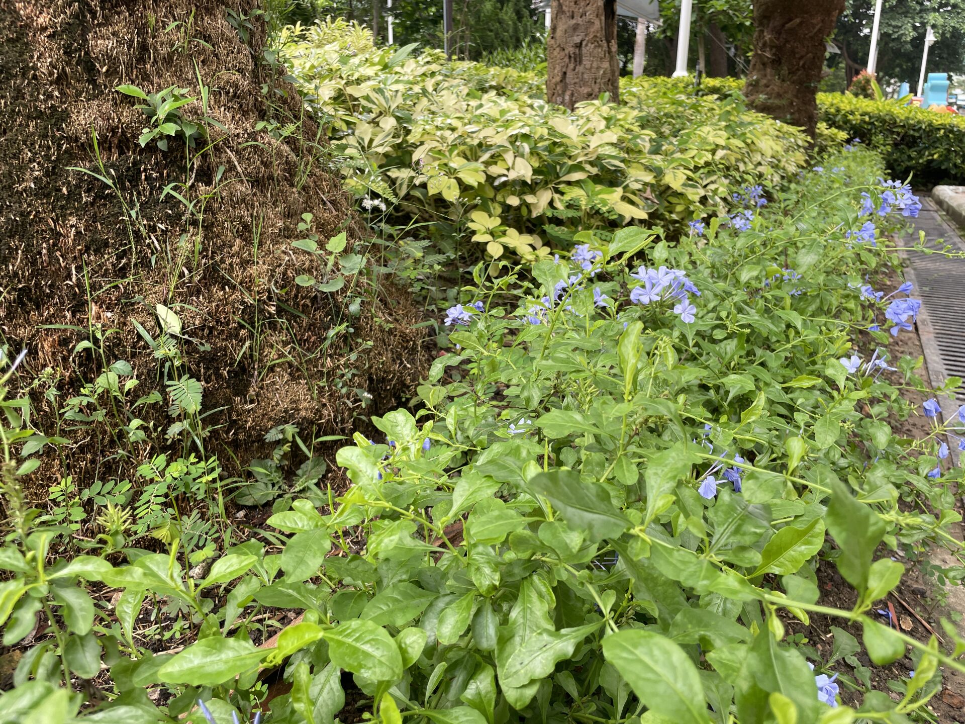 https://www.fa.gov.hk/藍雪花