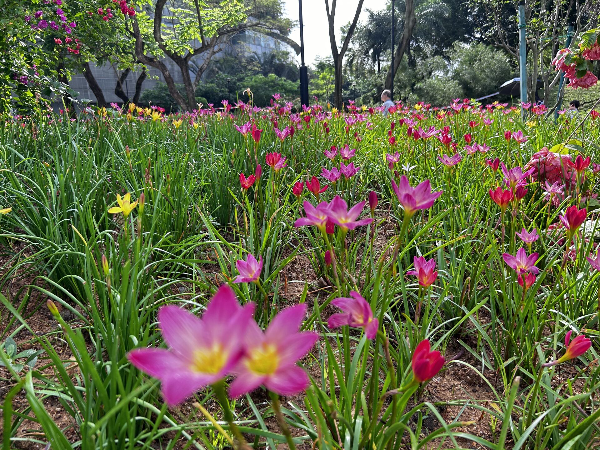 https://www.fa.gov.hk/風雨蘭