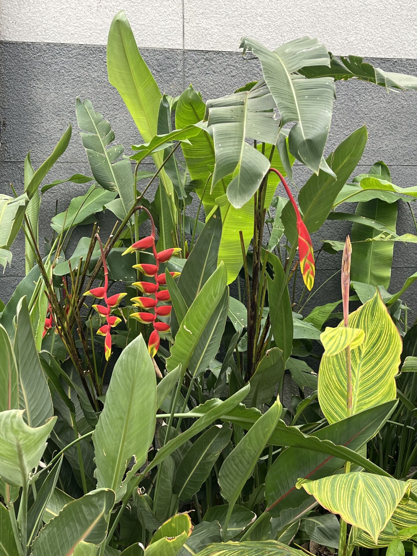 https://www.fa.gov.hk/Heliconia rostrata(金鳥赫蕉)