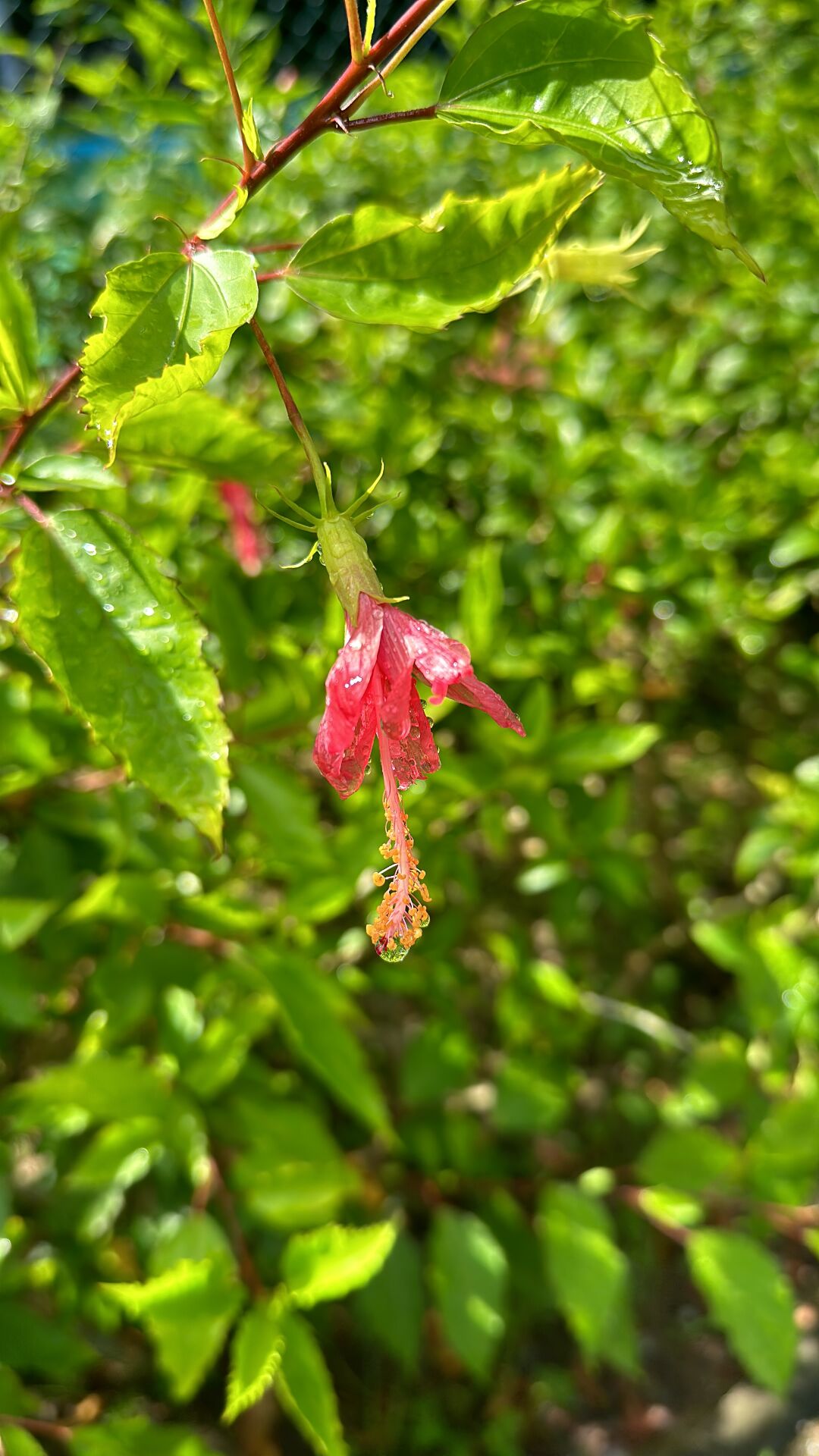 https://www.fa.gov.hk/朱槿(扶桑、大紅花)