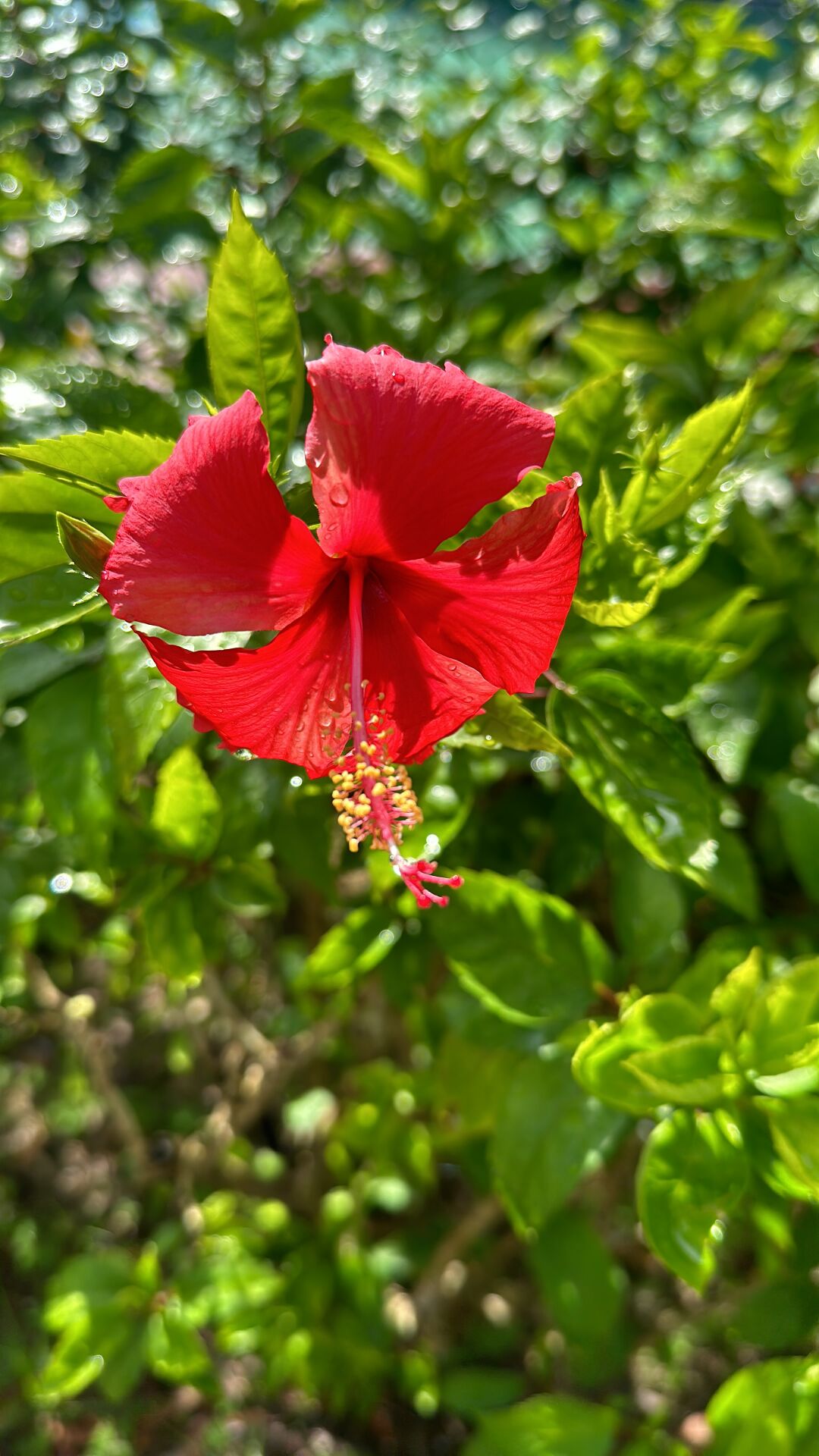 https://www.fa.gov.hk/朱槿(扶桑、大紅花)