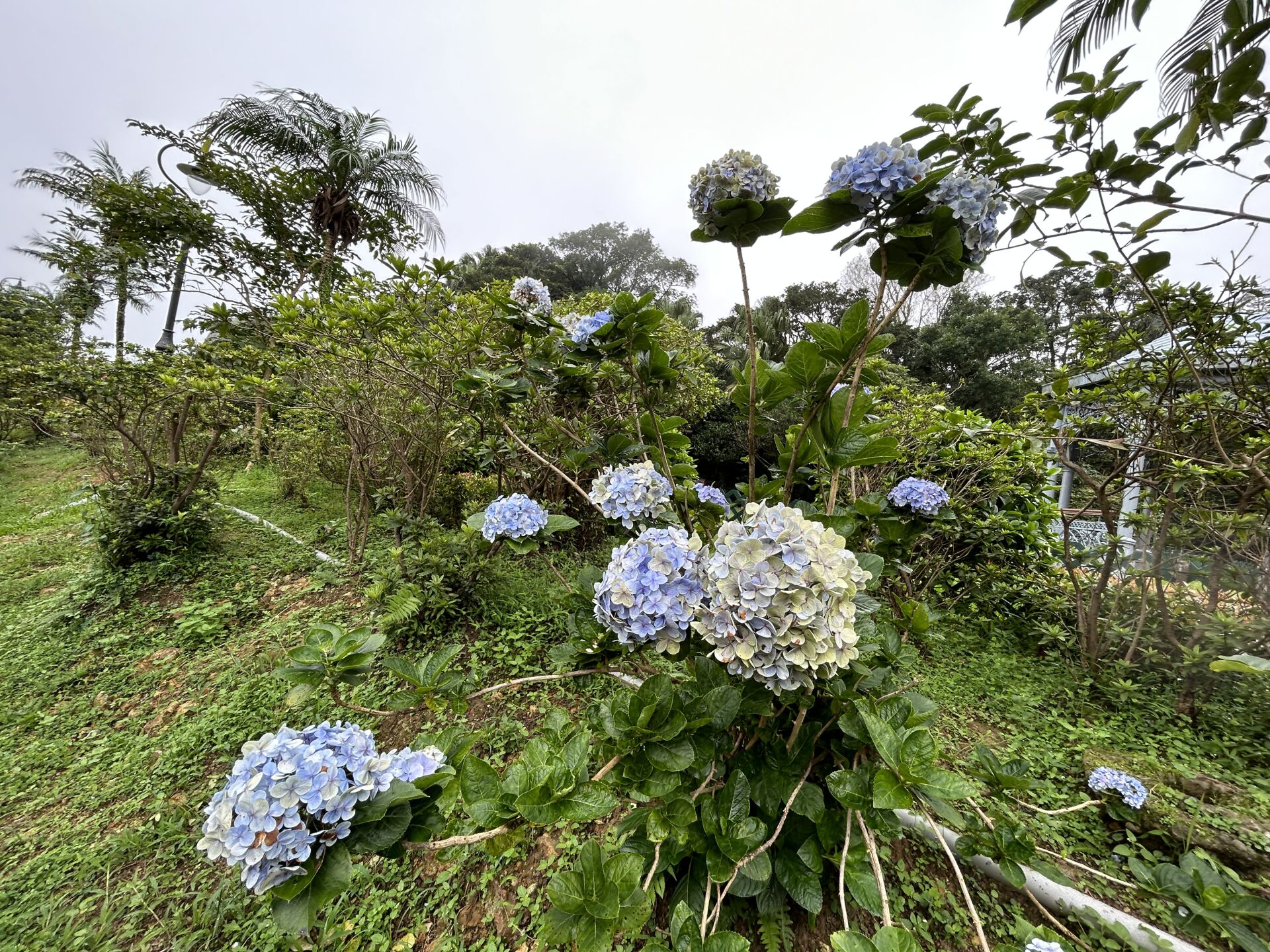 https://www.fa.gov.hk/繡球花