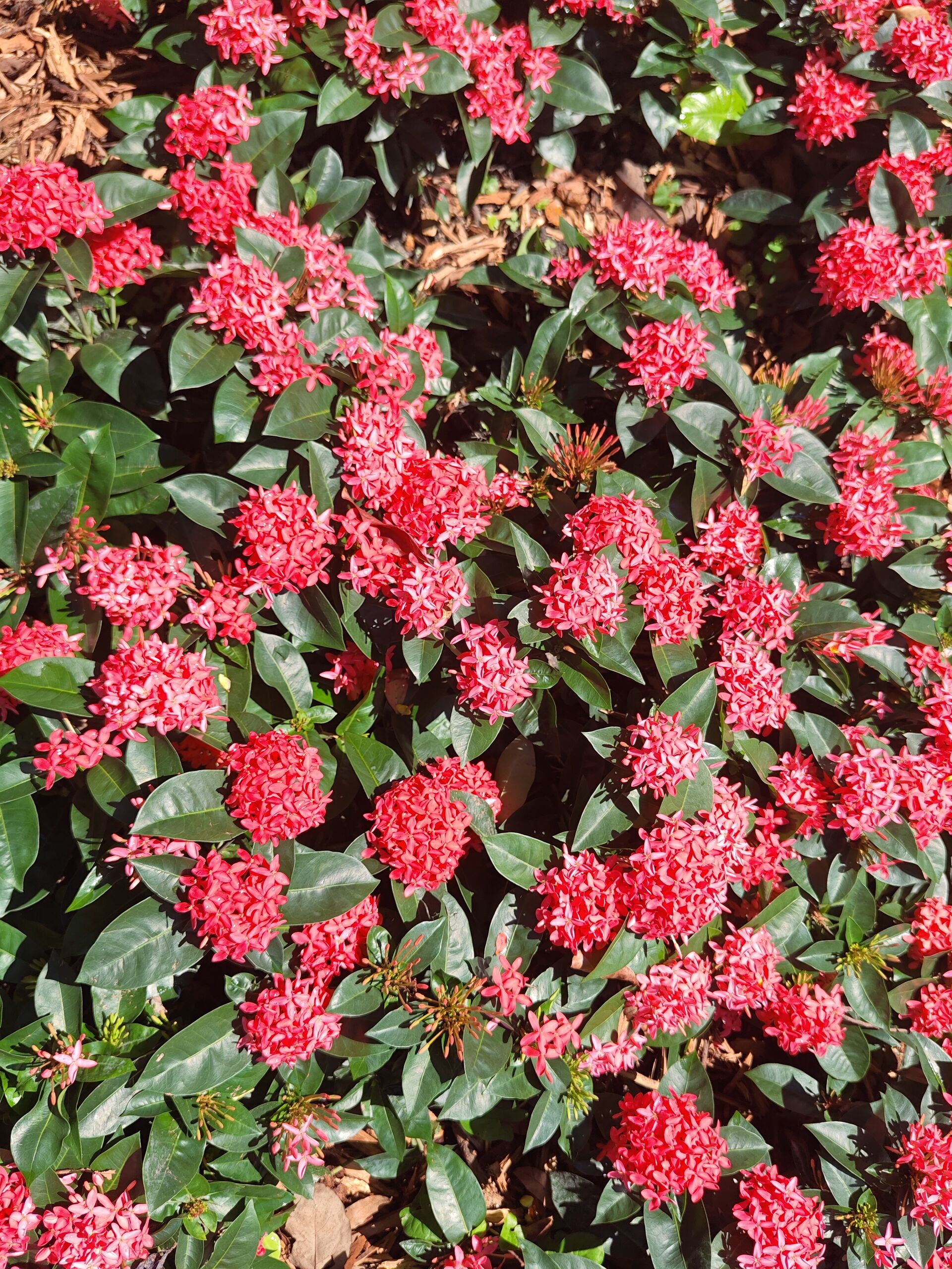 https://www.fa.gov.hk/Ixora chinensis (龍船花)