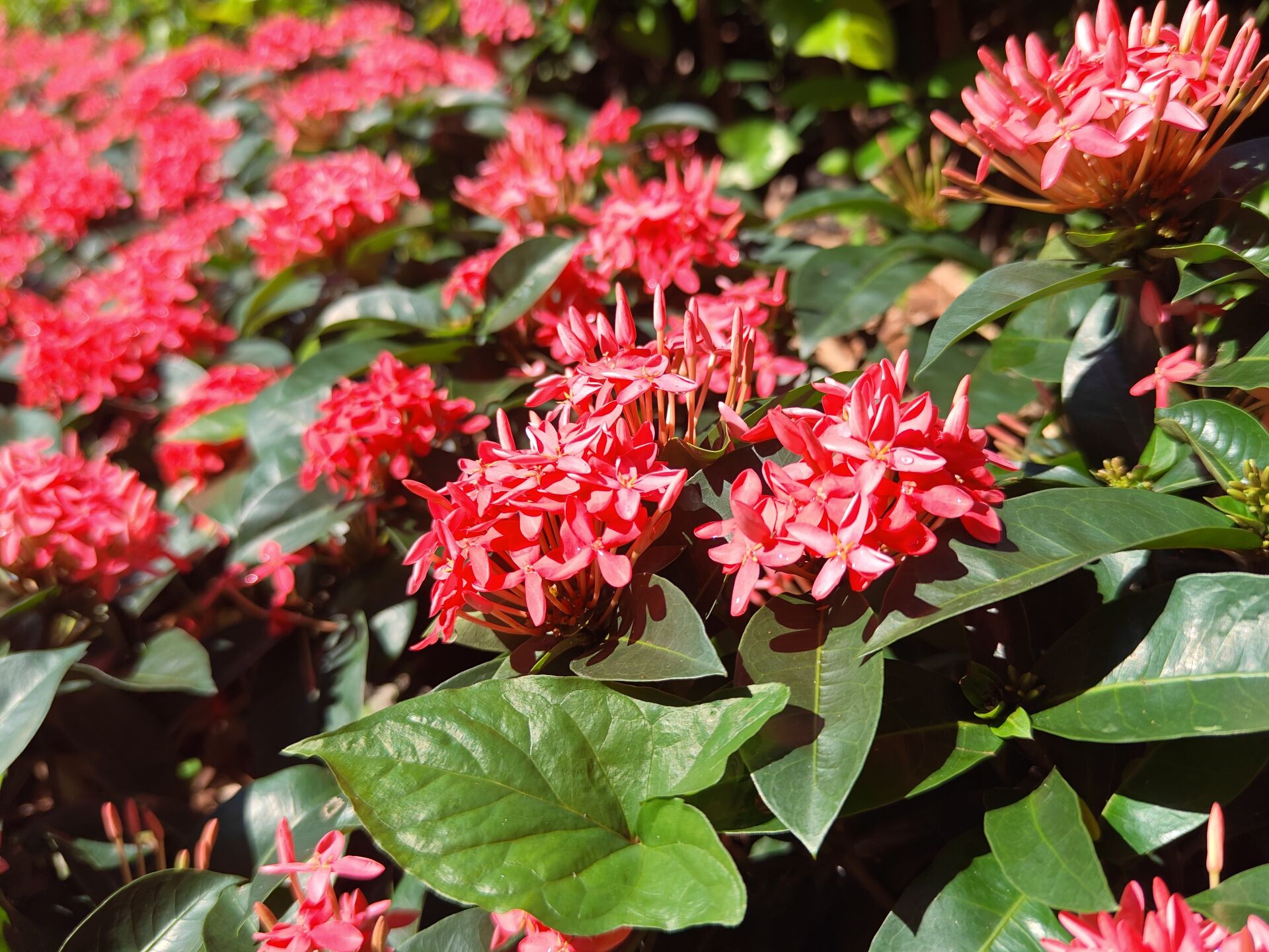 https://www.fa.gov.hk/Ixora chinensis (龍船花)