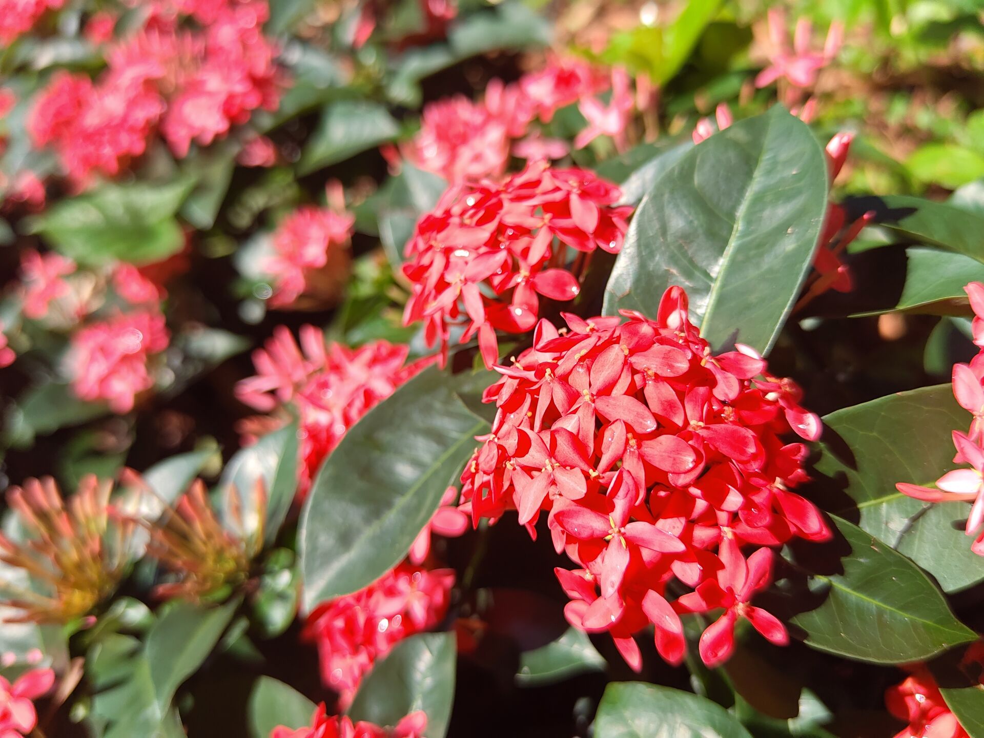 https://www.fa.gov.hk/Ixora chinensis (龍船花)