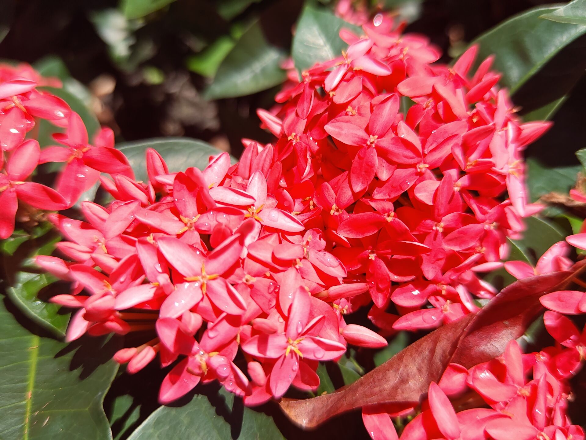 https://www.fa.gov.hk/Ixora chinensis (龍船花)