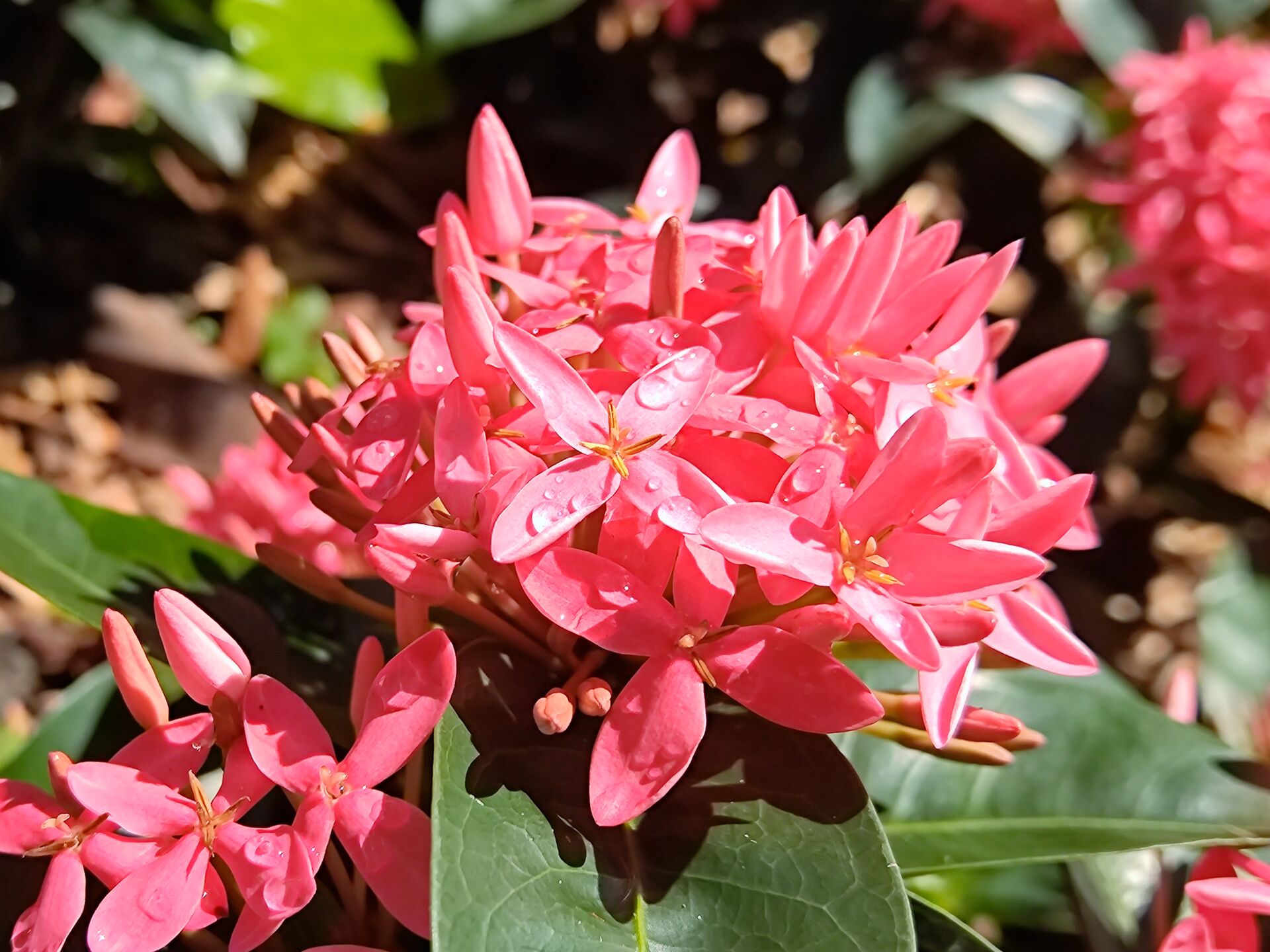 https://www.fa.gov.hk/Ixora chinensis (龍船花)