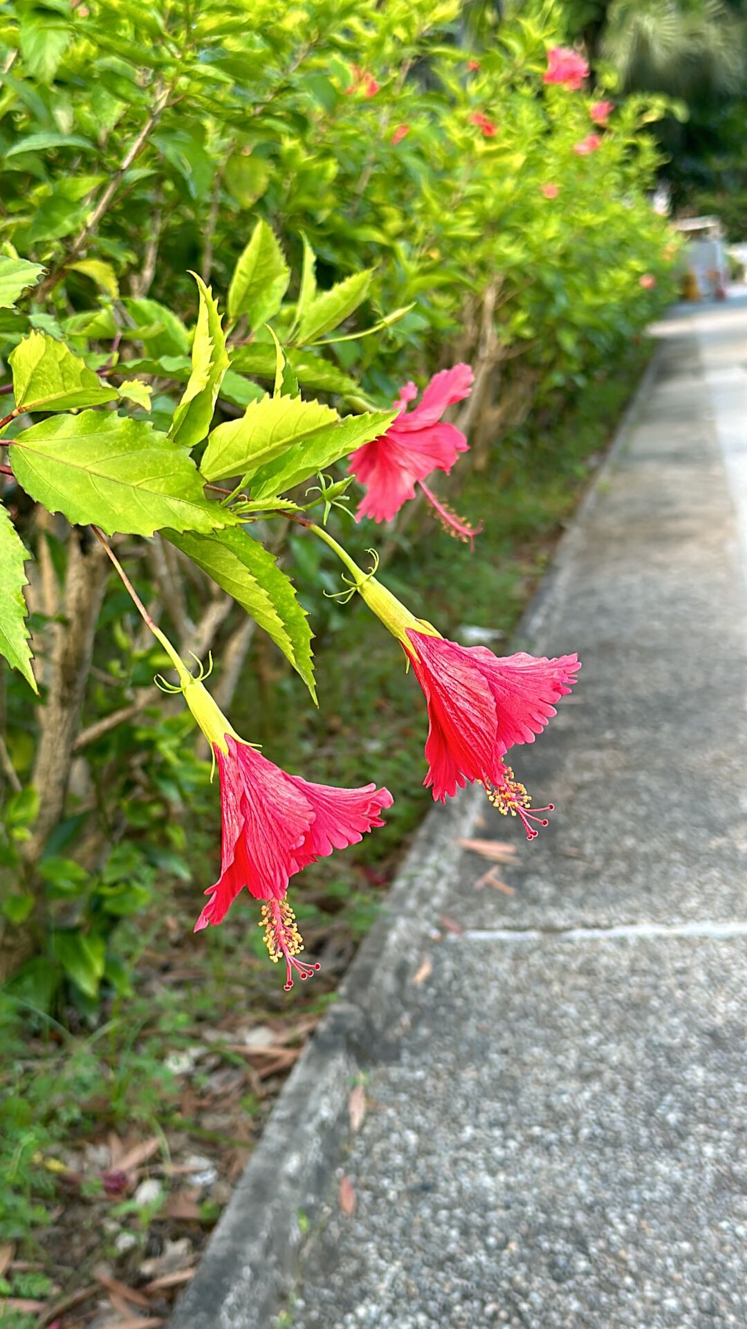 https://www.fa.gov.hk/朱槿(扶桑、大紅花)