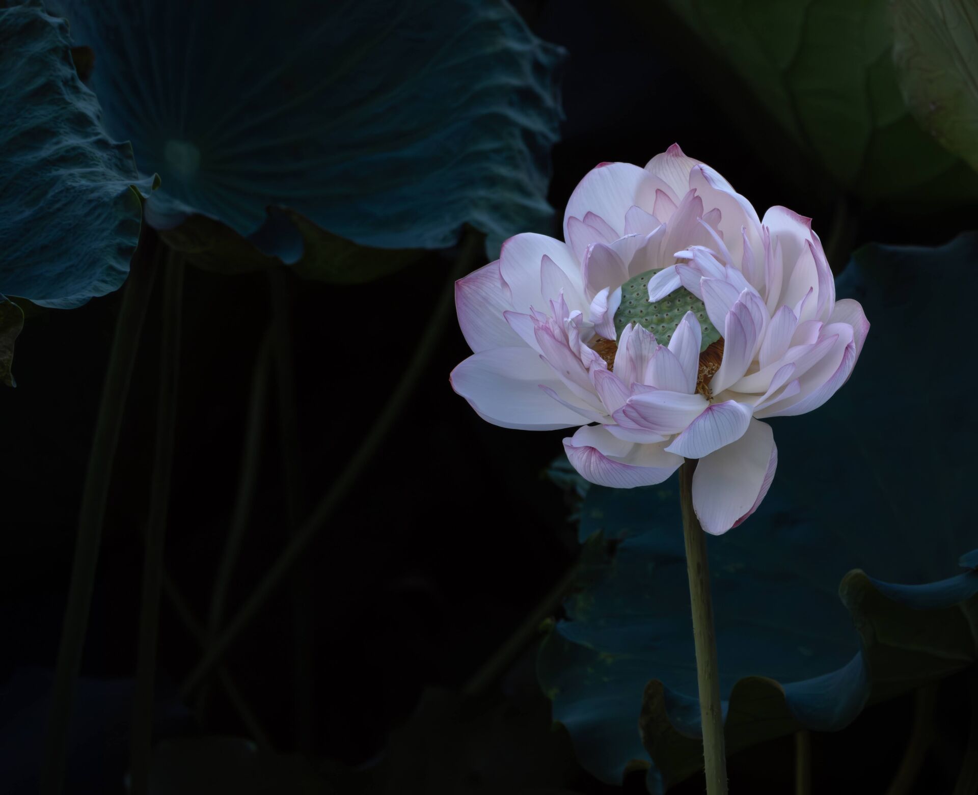 https://www.fa.gov.hk/Lotus Flower