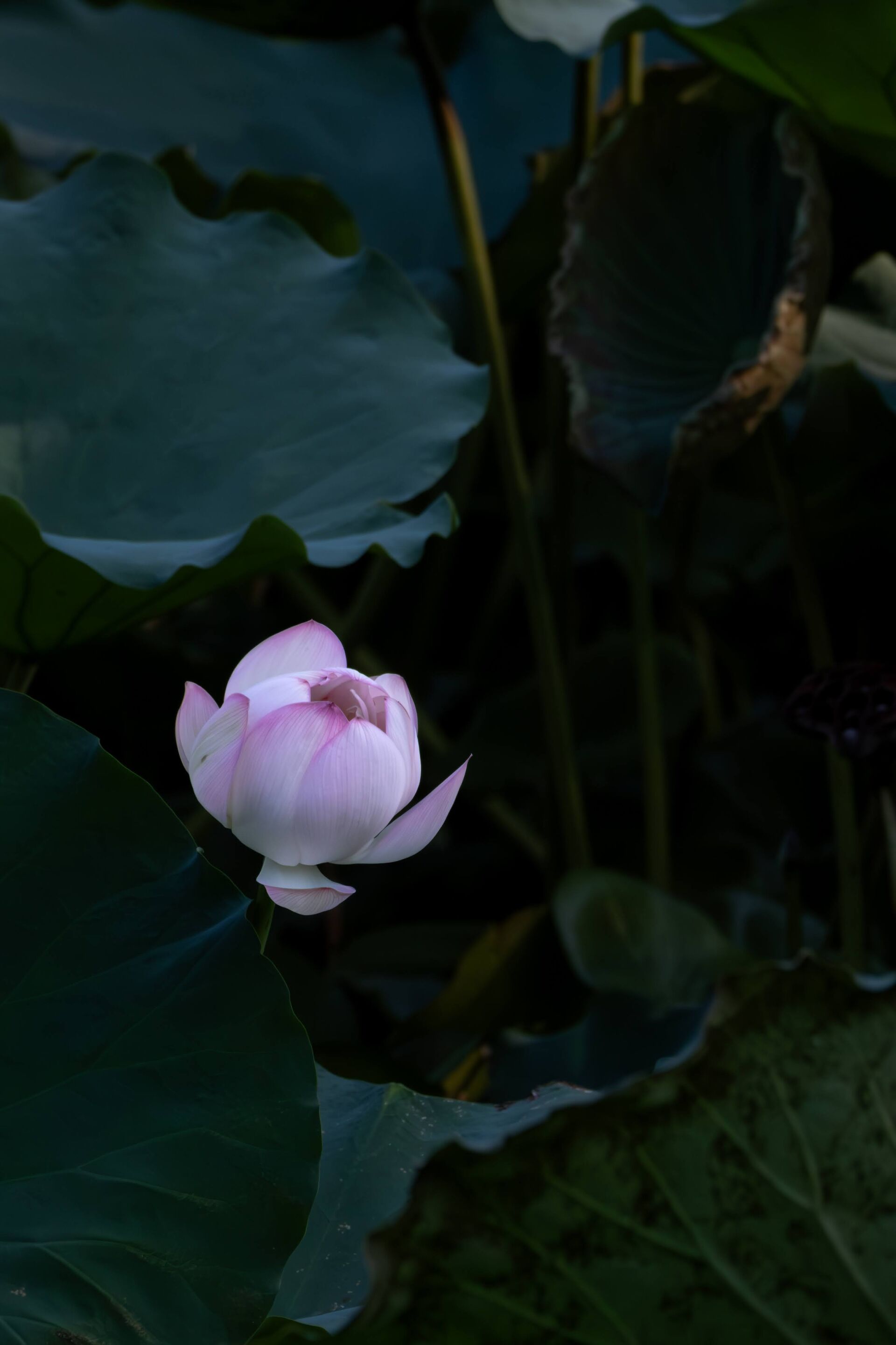 https://www.fa.gov.hk/Lotus Flower