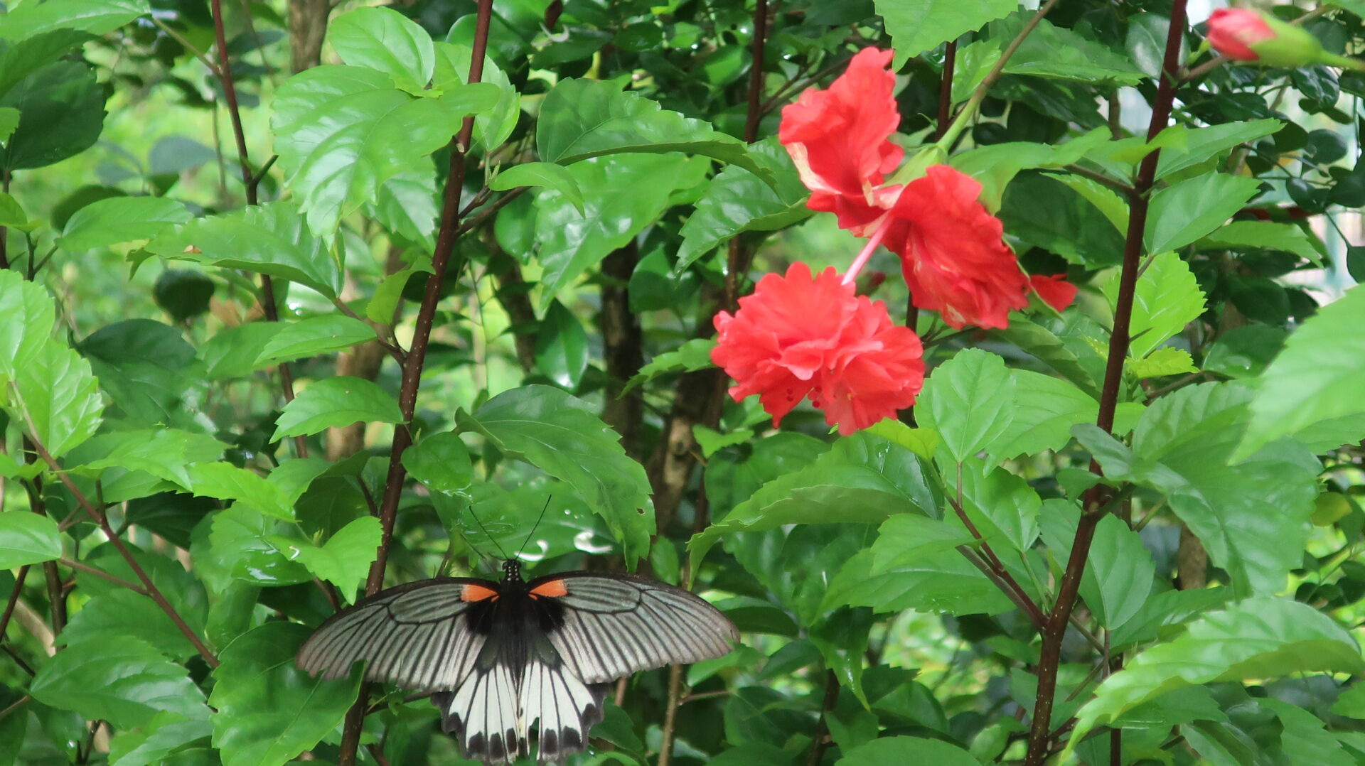 https://www.fa.gov.hk/重瓣朱槿/大紅花