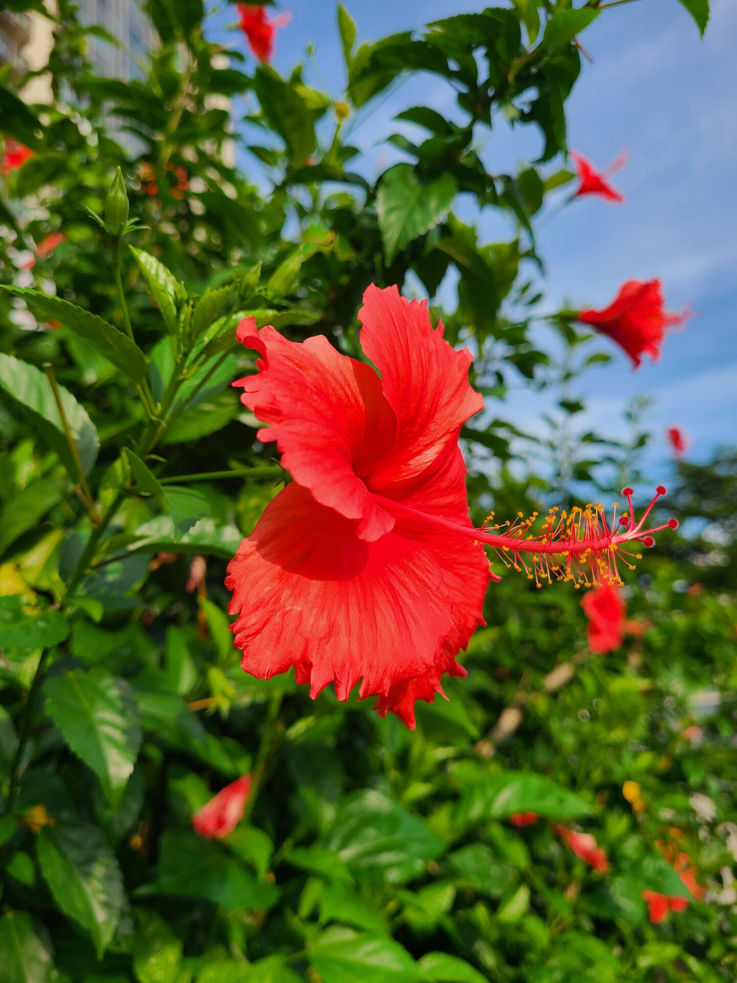 https://www.fa.gov.hk/朱槿(扶桑、大紅花)