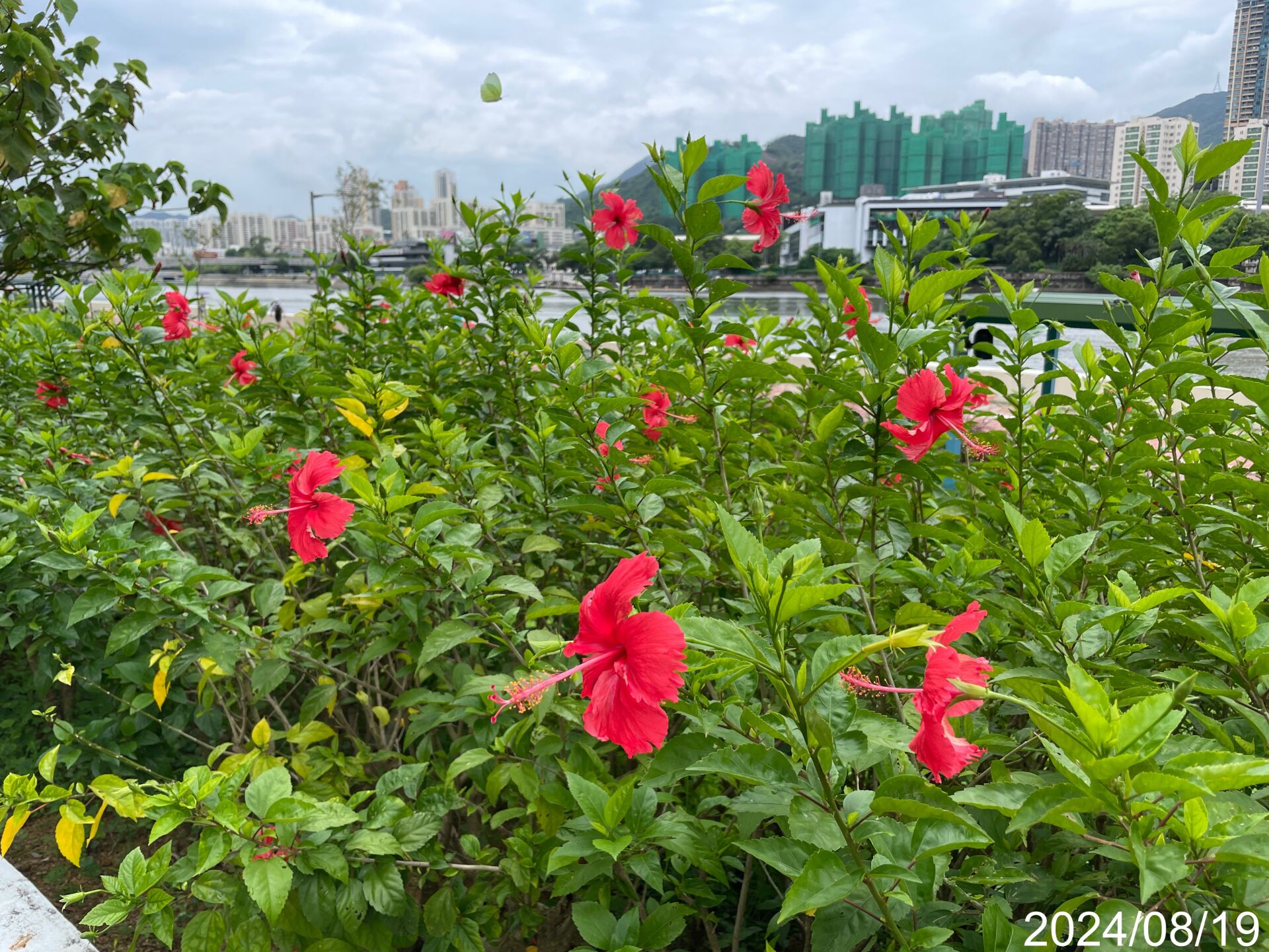 https://www.fa.gov.hk/朱槿(大紅花)