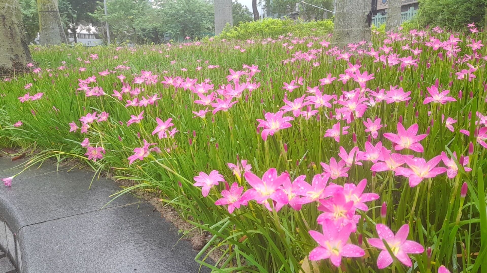 https://www.fa.gov.hk/風雨蘭