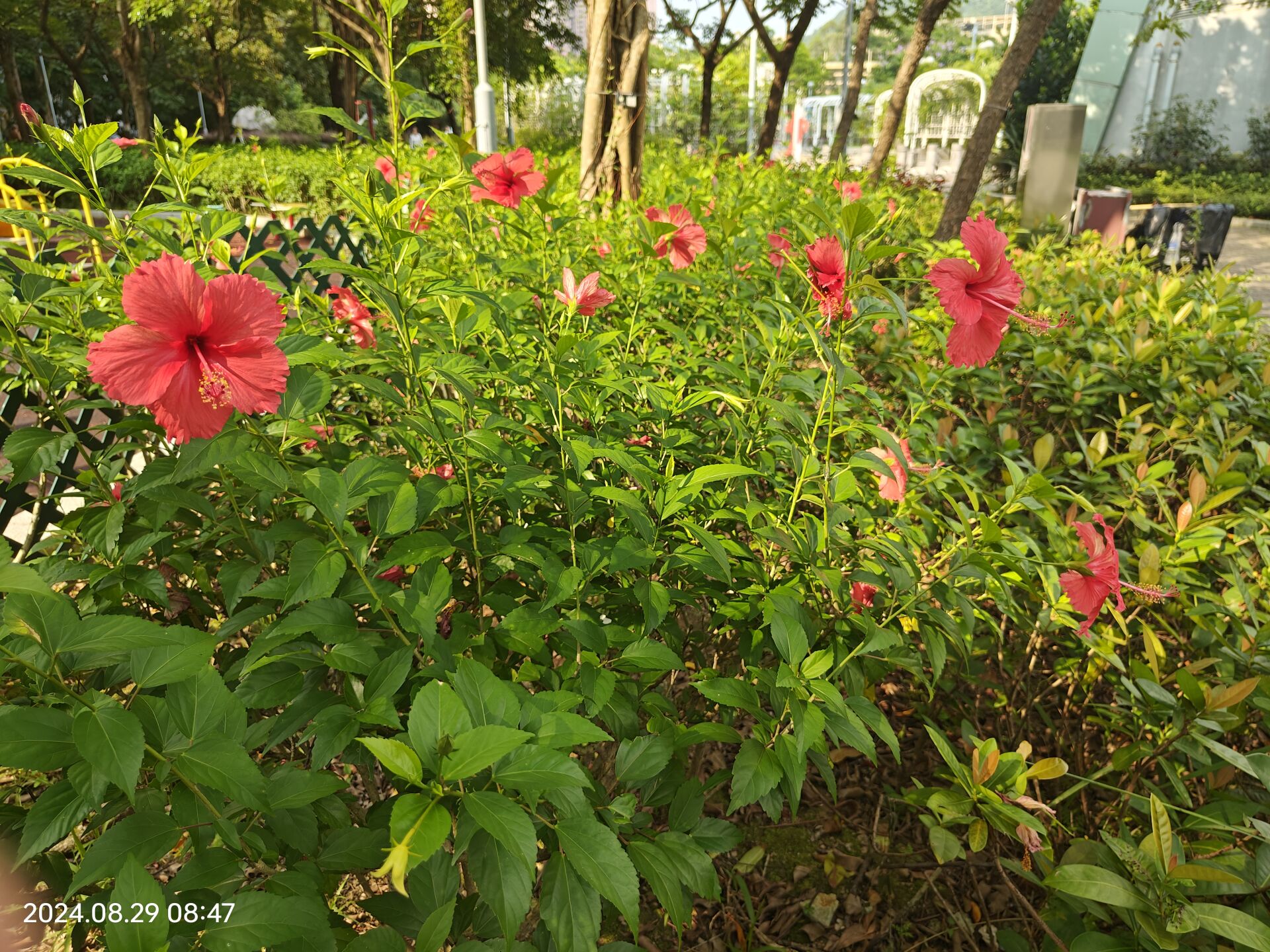 https://www.fa.gov.hk/朱槿(大紅花)