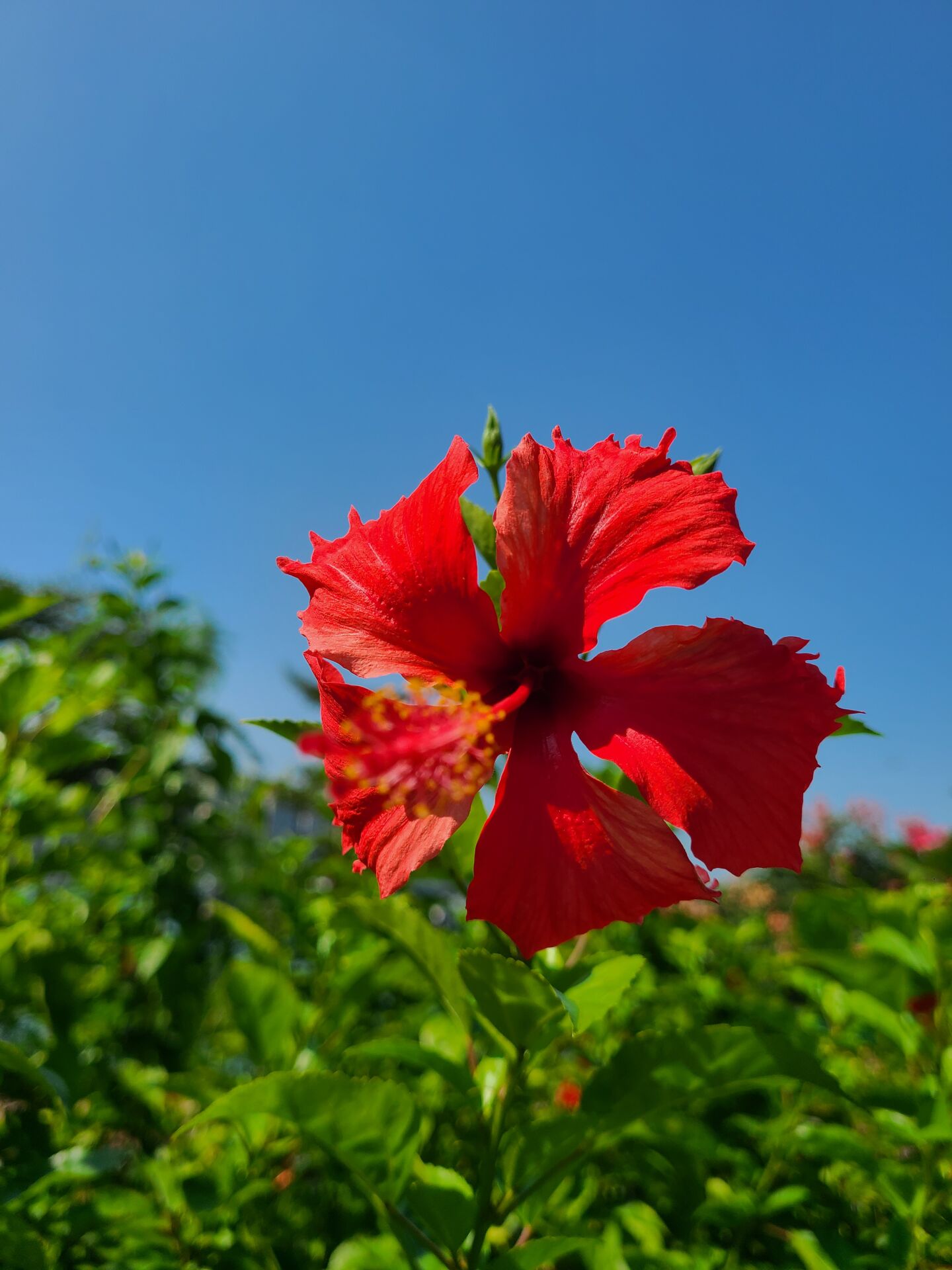 https://www.fa.gov.hk/朱槿(大紅花)