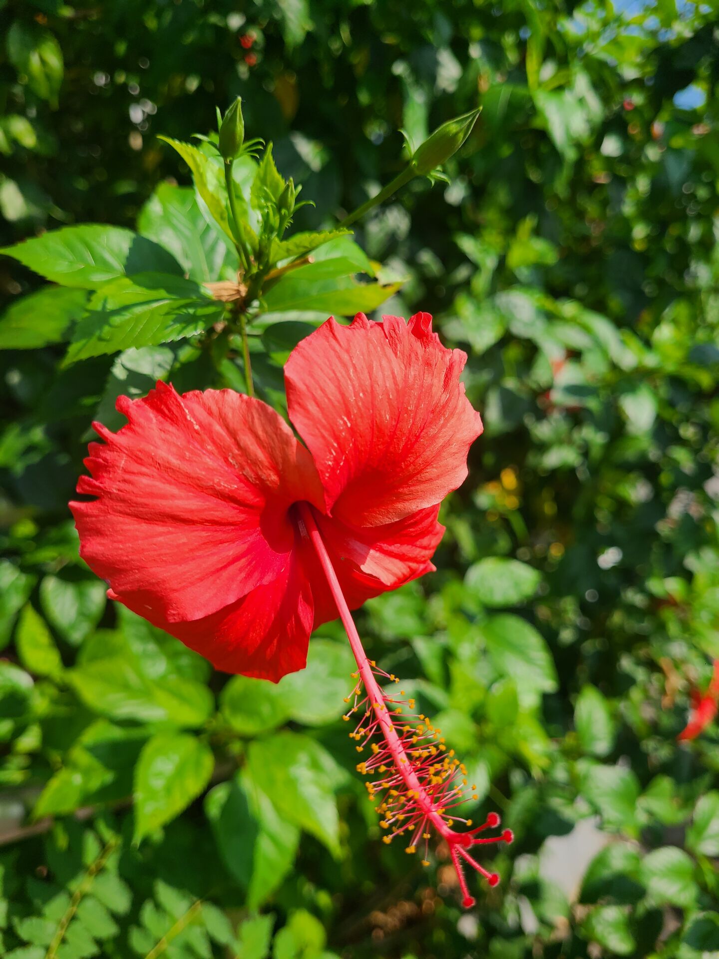 https://www.fa.gov.hk/朱槿(大紅花)