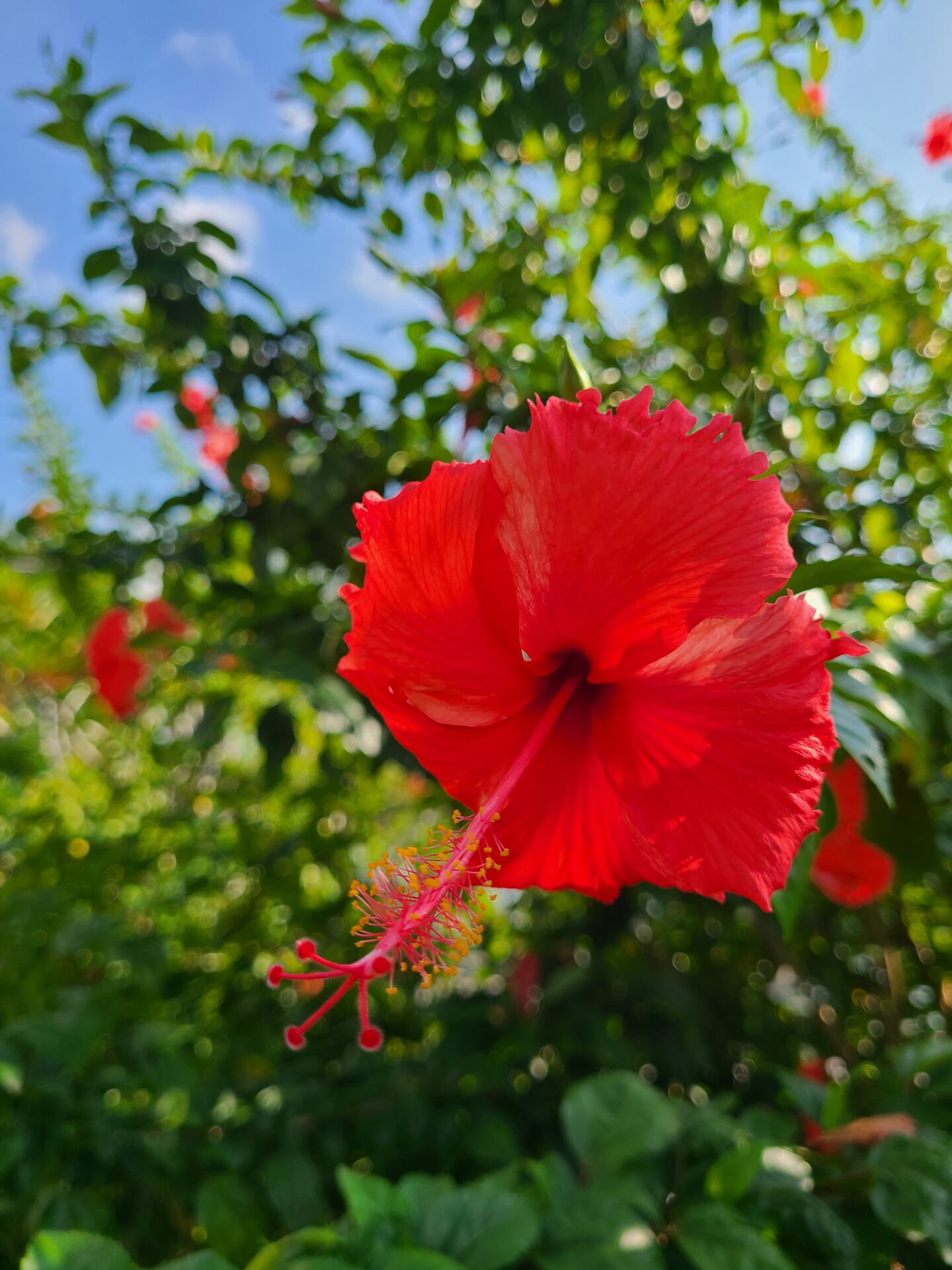 https://www.fa.gov.hk/朱槿(大紅花)