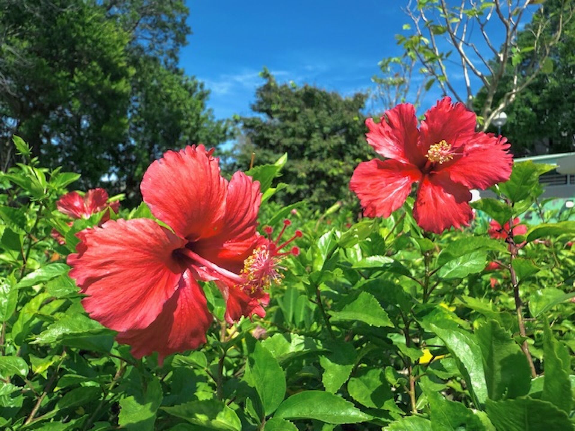 https://www.fa.gov.hk/朱槿(扶桑、大紅花)