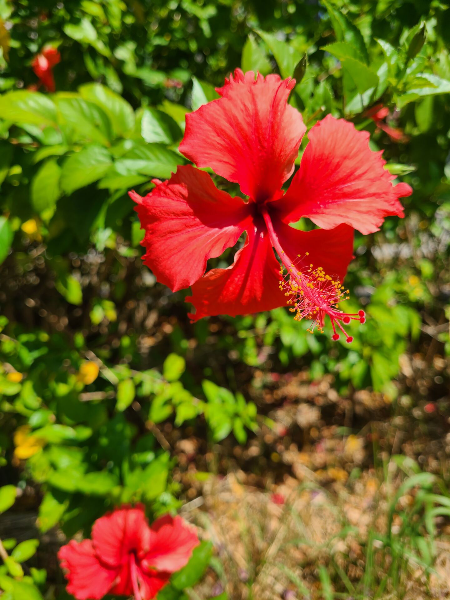 https://www.fa.gov.hk/朱槿(扶桑、大紅花)