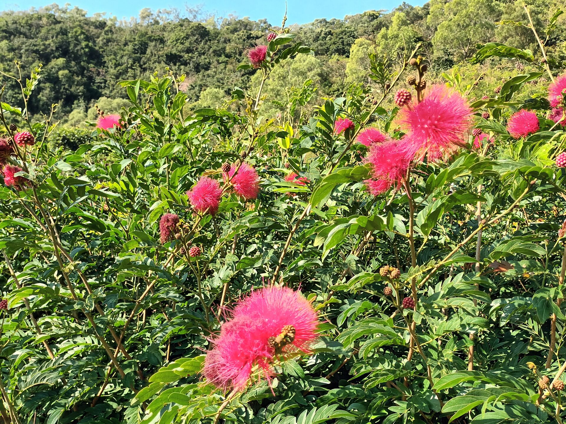 https://www.fa.gov.hk/朱纓花 (紅絨球)