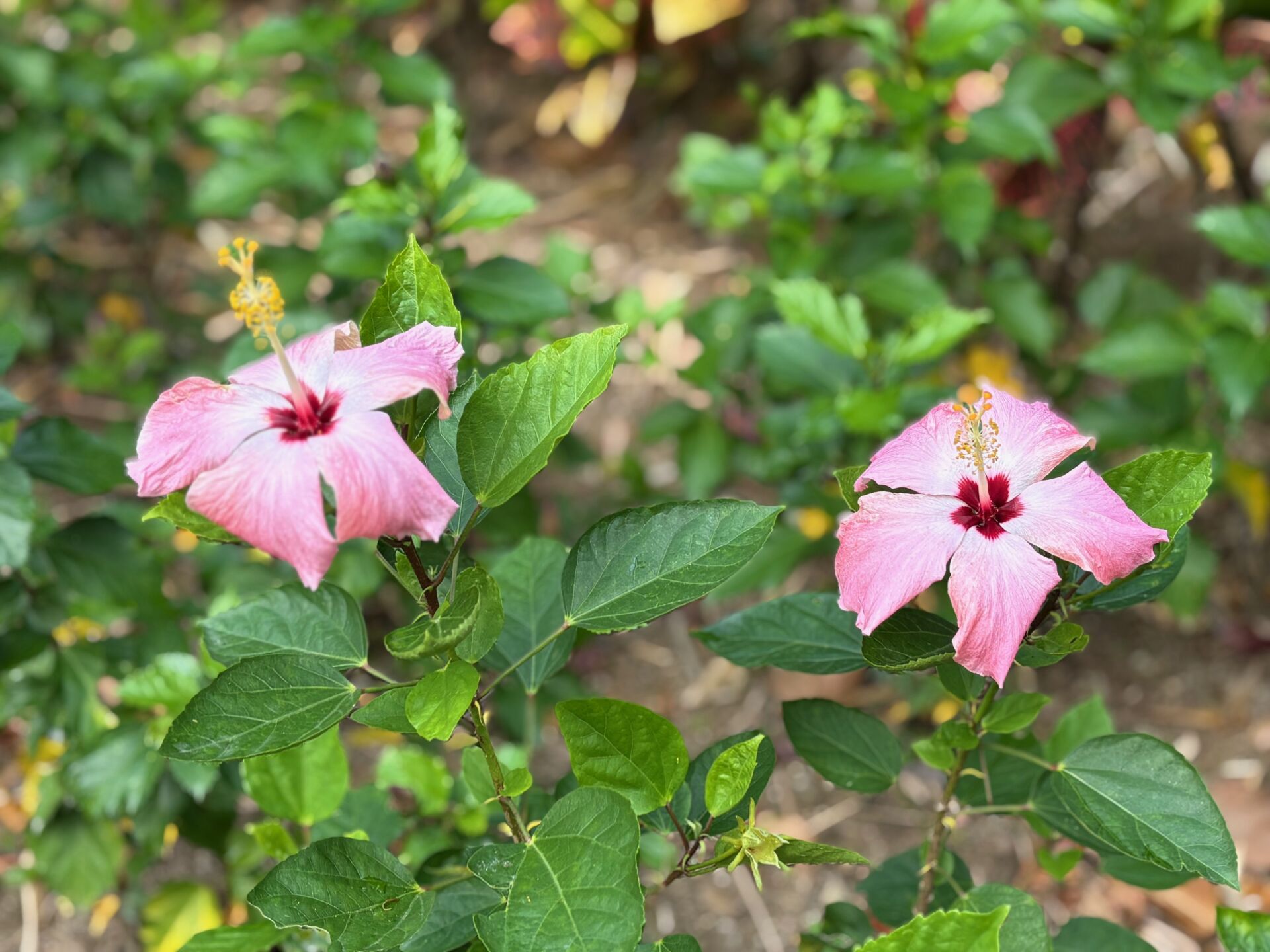 https://www.fa.gov.hk/朱槿(扶桑、大紅花)