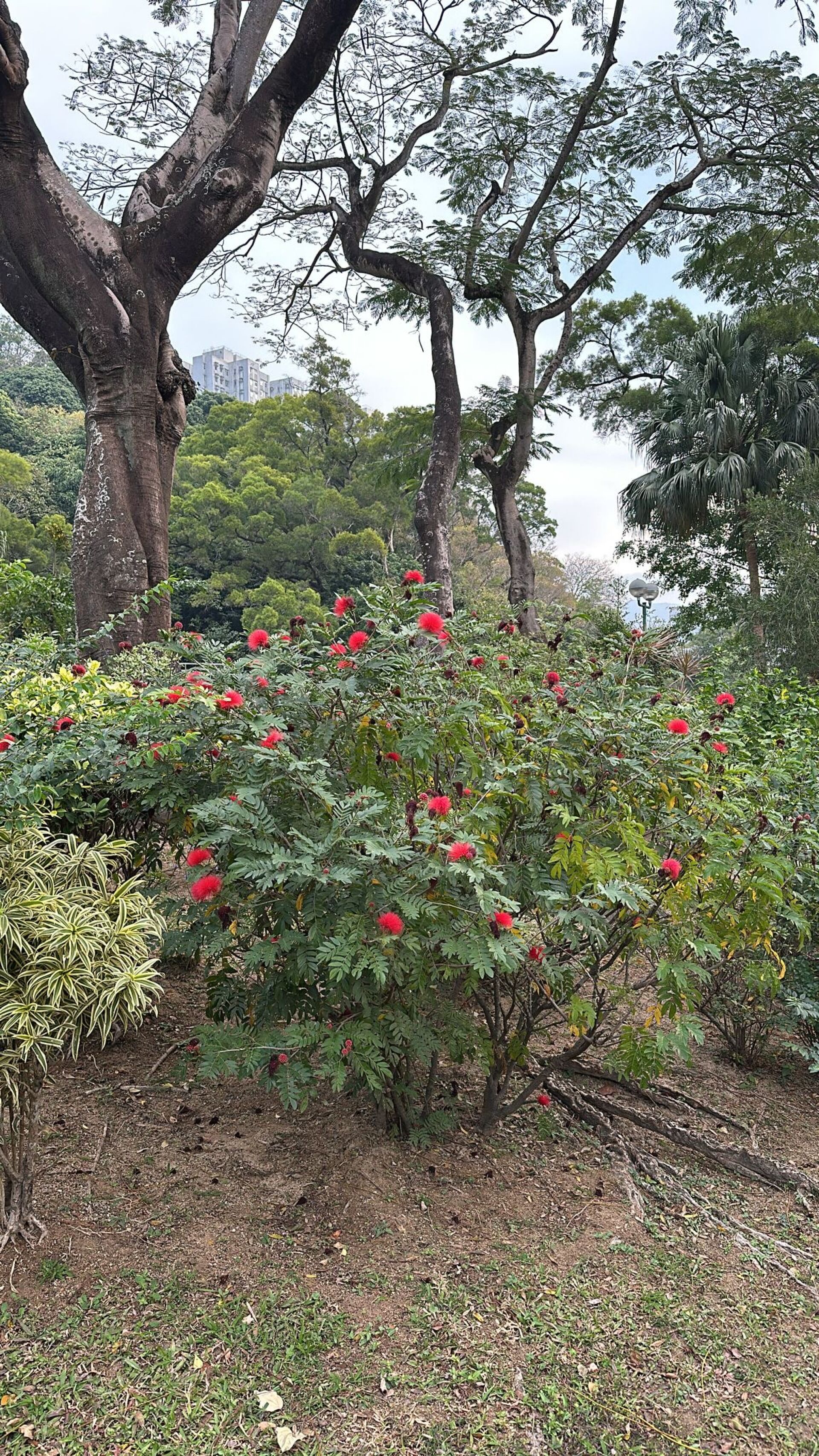 https://www.fa.gov.hk/朱纓花 (紅絨球)