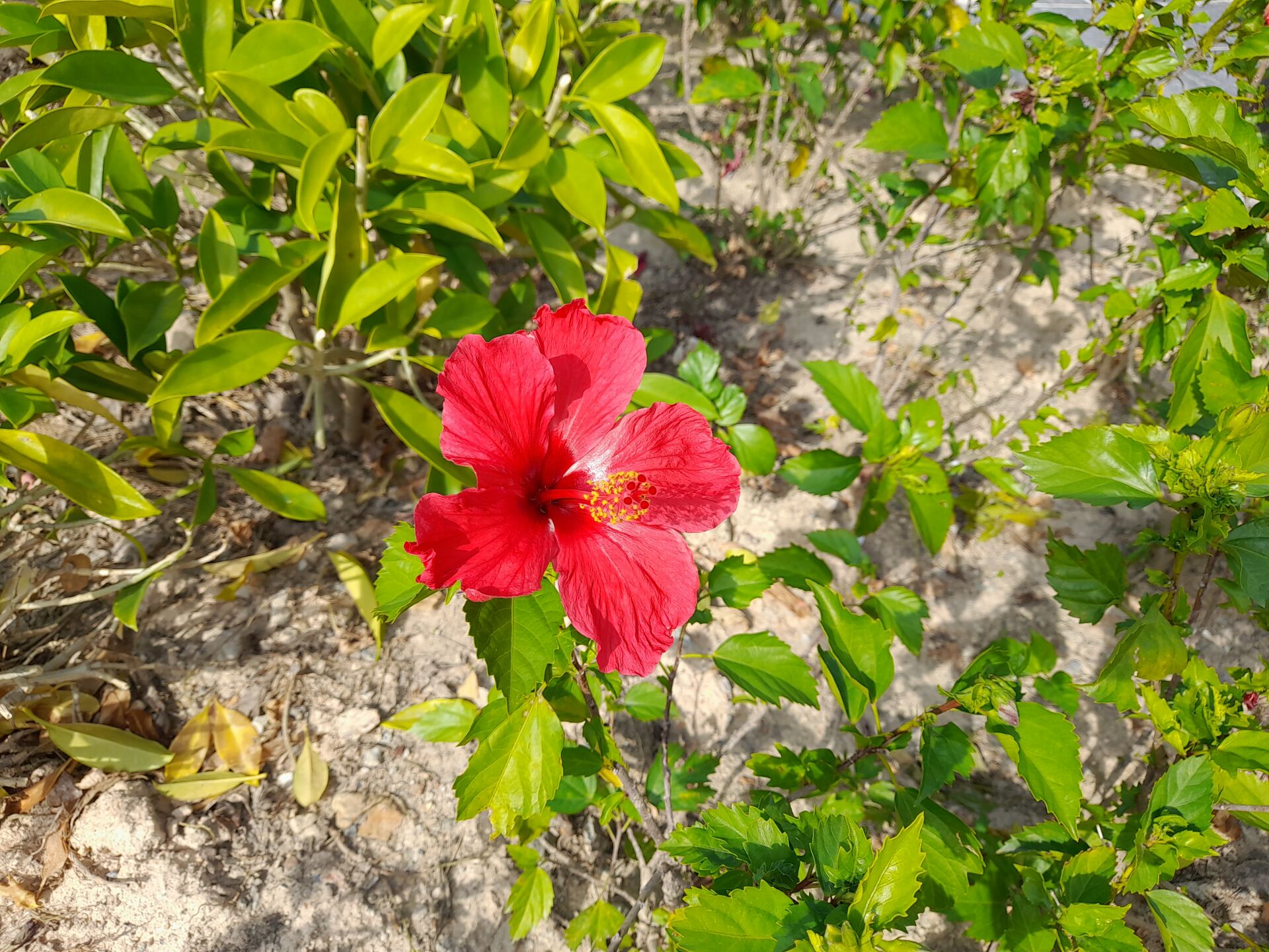 https://www.fa.gov.hk/朱槿(扶桑、大紅花)