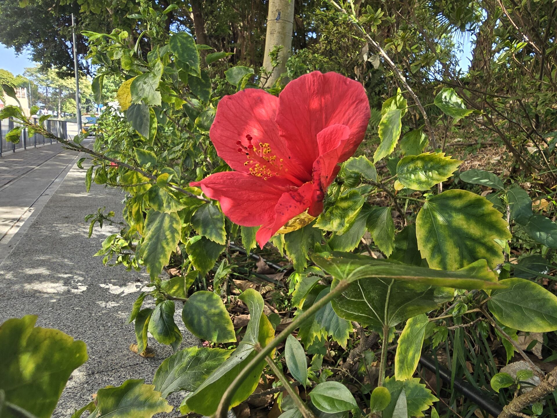 https://www.fa.gov.hk/朱槿(扶桑、大紅花)