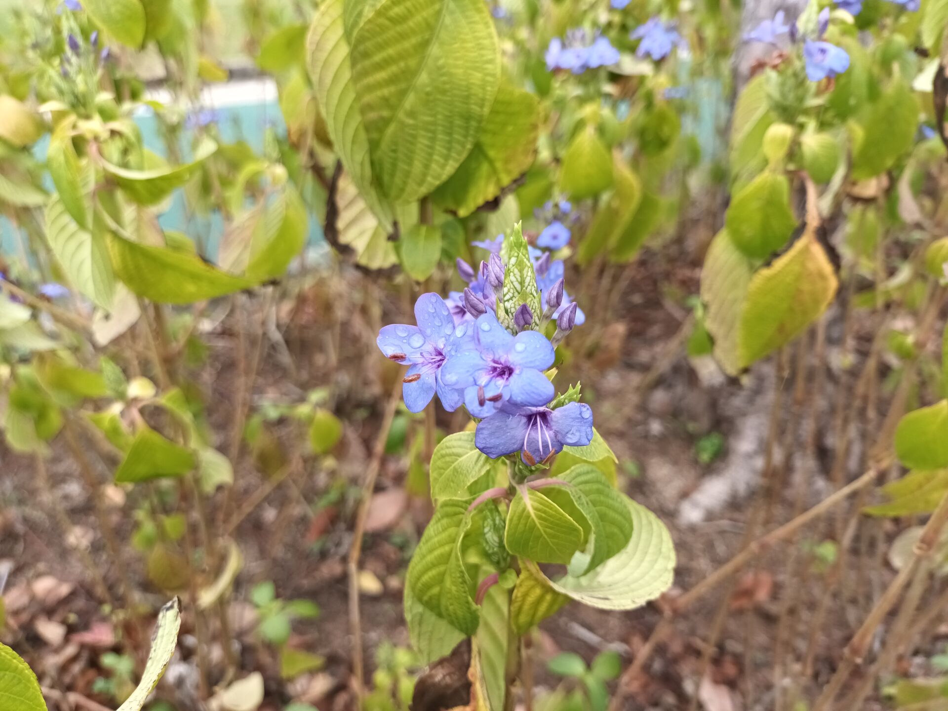 https://www.fa.gov.hk/藍花仔(可愛花)