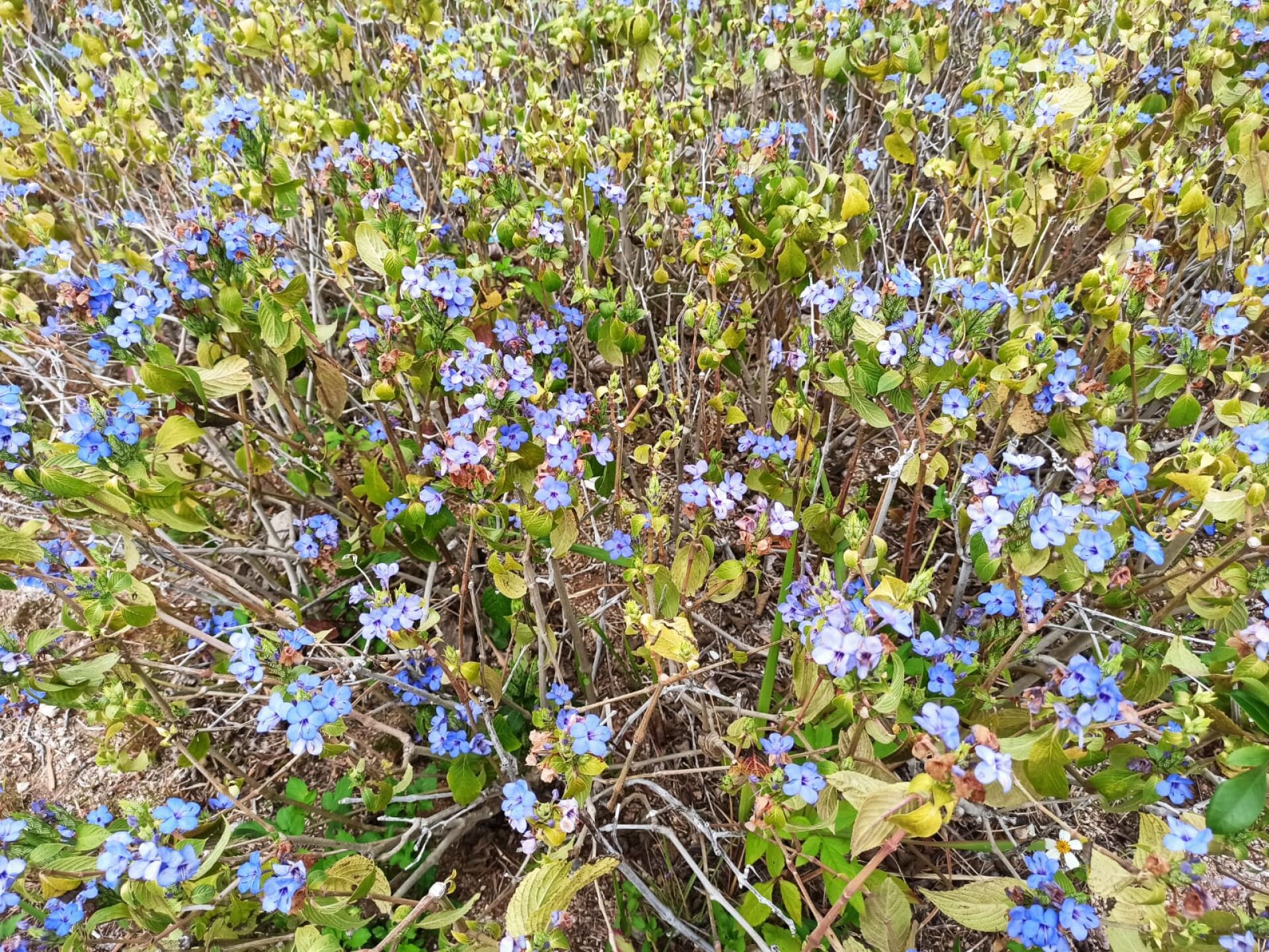 https://www.fa.gov.hk/藍花仔(可愛花)