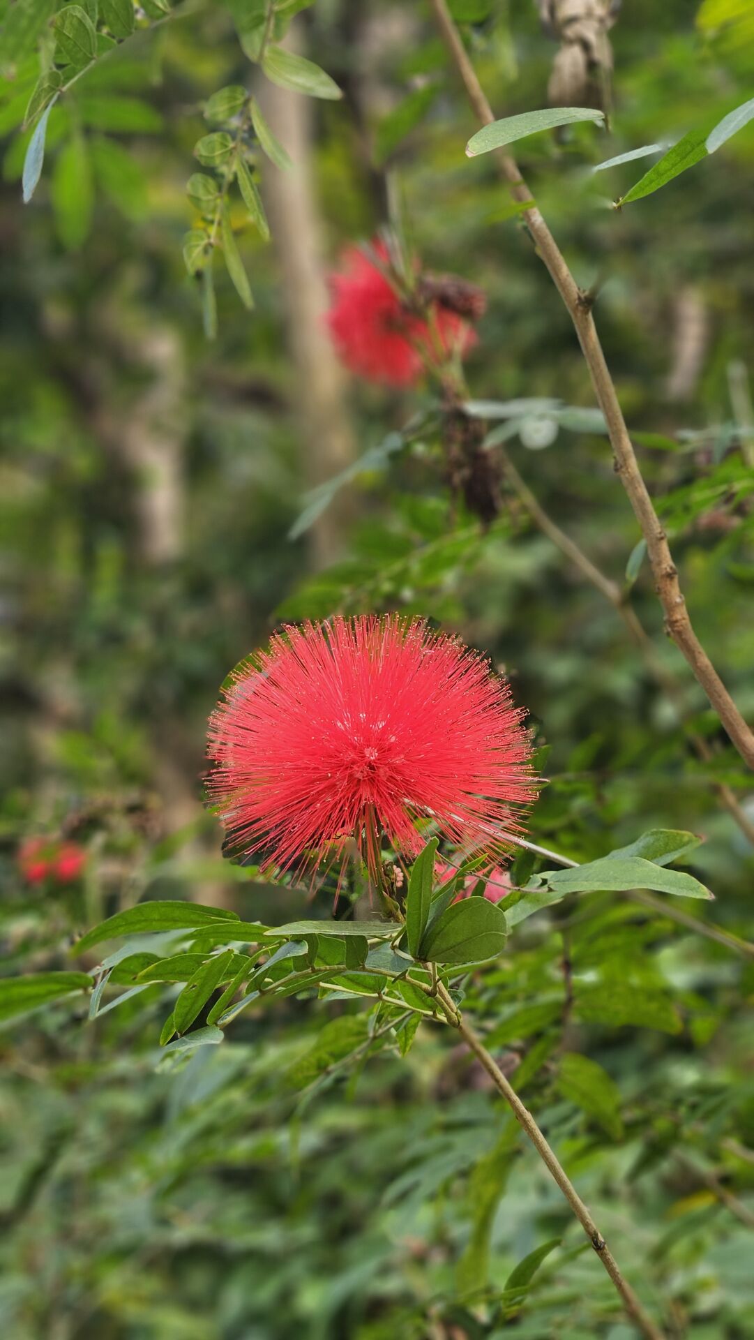 https://www.fa.gov.hk/朱纓花 (紅絨球)